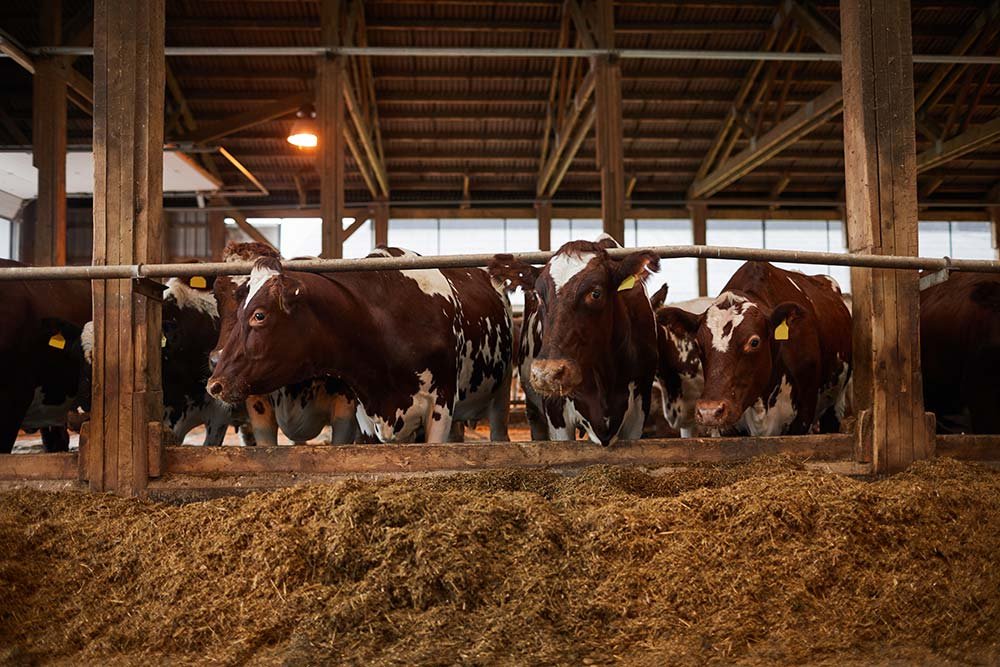 cows-feeding-at-dairy-farm-resize.jpg