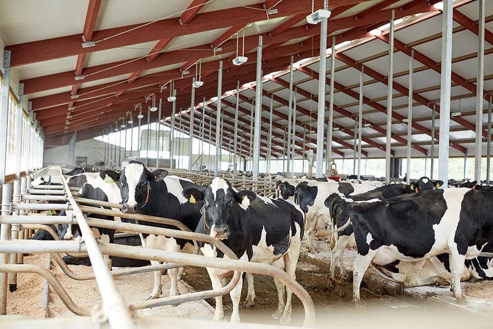 herd-of-cows-in-cowshed-stable-on-dairy-farm-resize.jpg