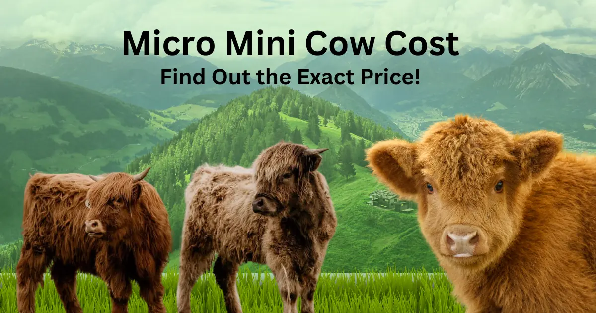 micro mini cows