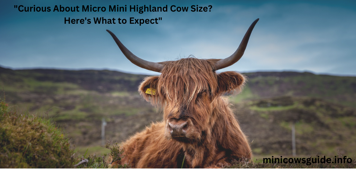 Highland mini cows