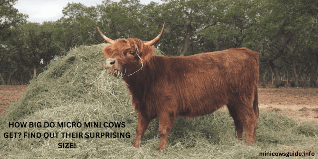 micro mini cow 
