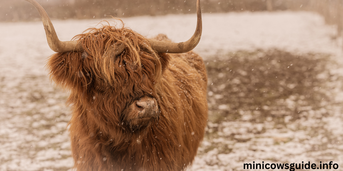 Mini Highland Cow