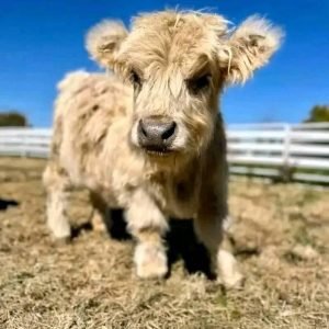 Why Mini Cows Are Perfect for Your Farm: Meet the Different Breeds